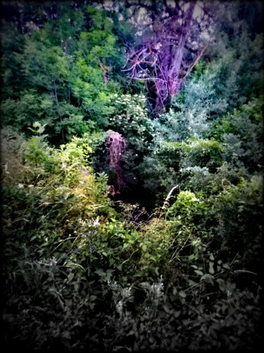Фотография под названием "Forest" - Jean Philippe Desmoulins, Подлинное произведение искусства, Цифровая фотография