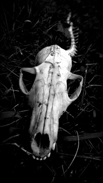 Fotografia intitolato "Skull" da Jean Philippe Desmoulins, Opera d'arte originale, Fotografia digitale