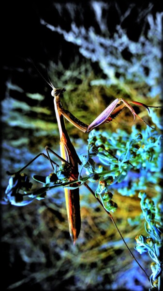 Photography titled "Mantis religiosa" by Jean Philippe Desmoulins, Original Artwork, Manipulated Photography
