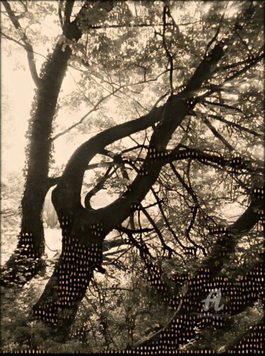 Photography titled "The primary forest" by Jean Philippe Desmoulins, Original Artwork, Manipulated Photography