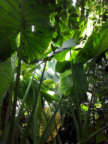 제목이 "plantes tropicales"인 사진 Jean-Pierre Duquaire로, 원작