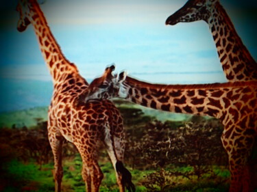 Photography titled "les girafes" by Jean-Pierre Tastevin, Original Artwork, Digital Photography