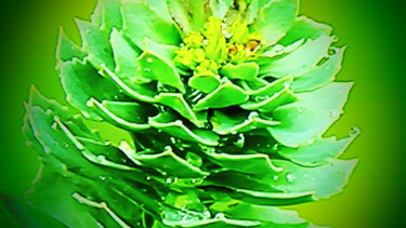 Photographie intitulée "les fleurs verte" par Jean-Pierre Tastevin, Œuvre d'art originale, Photographie numérique