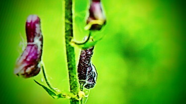 Fotografía titulada "fleurs et insectes" por Jean-Pierre Tastevin, Obra de arte original, Fotografía digital