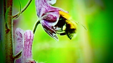 Photographie intitulée "l'abeille butine" par Jean-Pierre Tastevin, Œuvre d'art originale, Photographie numérique
