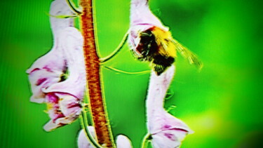 Photographie intitulée "l'abeille" par Jean-Pierre Tastevin, Œuvre d'art originale, Photographie numérique