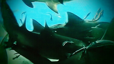 Fotografía titulada "les requins" por Jean-Pierre Tastevin, Obra de arte original, Fotografía digital