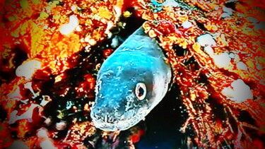 Photographie intitulée "le poisson caché" par Jean-Pierre Tastevin, Œuvre d'art originale, Photographie numérique
