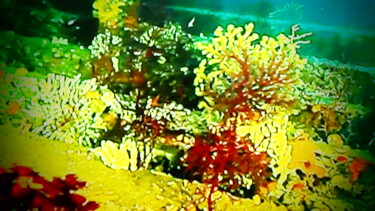 Photographie intitulée "le poisson corail" par Jean-Pierre Tastevin, Œuvre d'art originale, Photographie numérique