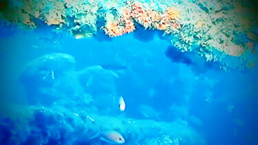Фотография под названием "le corail au fond d…" - Jean-Pierre Tastevin, Подлинное произведение искусства, Цифровая фотография