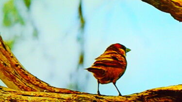 Photography titled "le moineau et la na…" by Jean-Pierre Tastevin, Original Artwork, Non Manipulated Photography