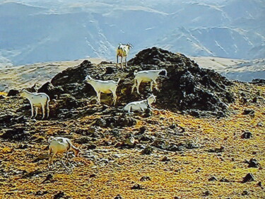 Photographie intitulée "les chèvres" par Jean-Pierre Tastevin, Œuvre d'art originale, Photographie numérique