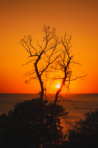 Photography titled "Old tree by the sea…" by Jean Ponomarevsky, Original Artwork, Digital Photography