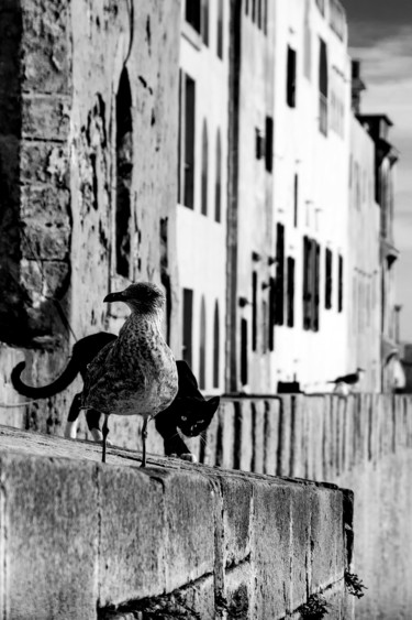 Fotografia intitulada "Essaouira - The cat…" por Jean-Claude Chevrel, Obras de arte originais, Fotografia Não Manipulada