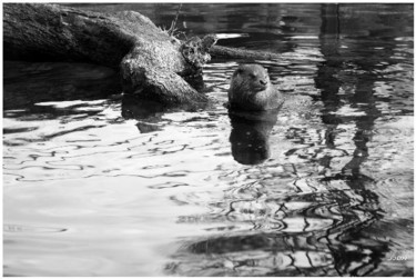 Photographie intitulée "L ' heure du bain" par Jeanjeandenice " Jjdn ", Œuvre d'art originale