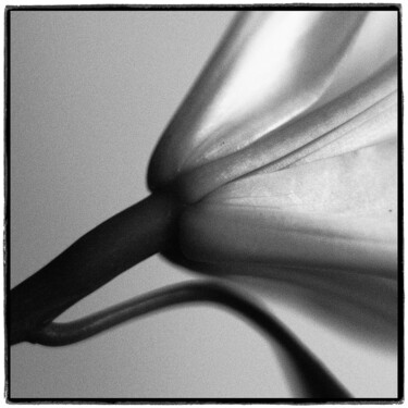 Photographie intitulée "Elégance du végétal" par Jean-Marc Le Bouille, Œuvre d'art originale, Photographie numérique