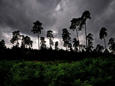 Photographie intitulée "Série forêts 1" par Jean-Michel Armand, Œuvre d'art originale
