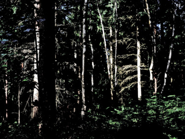 Photographie intitulée "Série forêts 2" par Jean-Michel Armand, Œuvre d'art originale