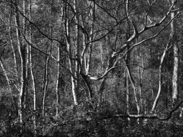 Photographie intitulée "Série forêts 4" par Jean-Michel Armand, Œuvre d'art originale