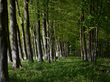 Photographie intitulée "Série Forêts 5" par Jean-Michel Armand, Œuvre d'art originale, Photographie numérique