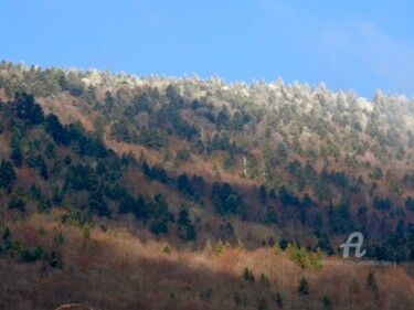 Dégradé de forêt Photographie intitulée "Dégradé de forêt" par Jean-Michel Liewig, Œuvre d'art originale, Photographie non manipulée
