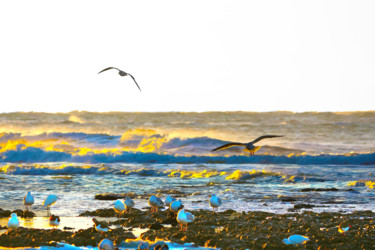 Peinture intitulée "Seagulls in Oléron" par Jean Mirre, Œuvre d'art originale, Autre