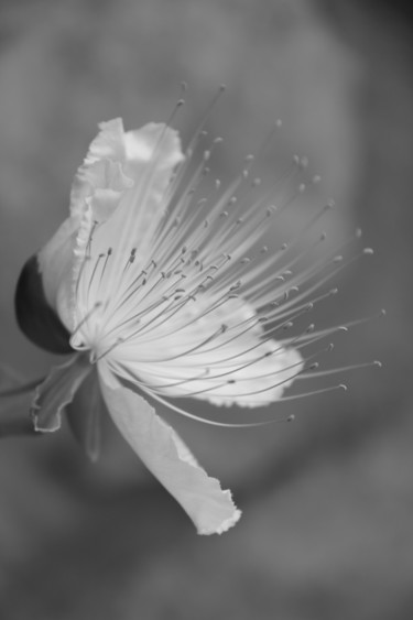 Photographie intitulée "CAPRIER  Fleur" par Jeannette Allary, Œuvre d'art originale