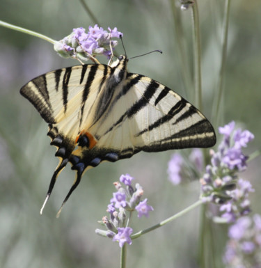 Photography titled "MACAON   Papillon" by Jeannette Allary, Original Artwork