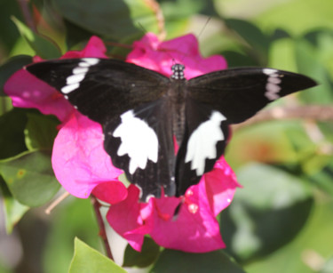 Fotografia intitolato "PAPILLON" da Jeannette Allary, Opera d'arte originale