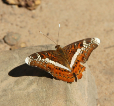 Photographie intitulée "PAPILLON" par Jeannette Allary, Œuvre d'art originale