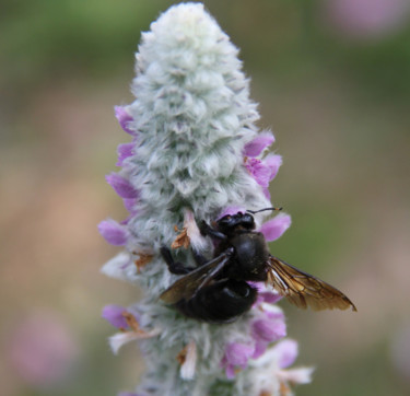 Fotografia intitolato "ABEILLE CHARPENTIERE" da Jeannette Allary, Opera d'arte originale