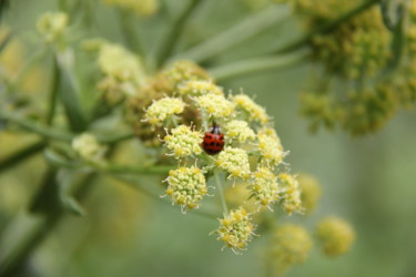 Fotografia intitolato "COCCINELLE" da Jeannette Allary, Opera d'arte originale