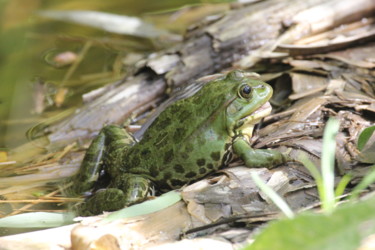 Photographie intitulée "GRENOUILLE" par Jeannette Allary, Œuvre d'art originale