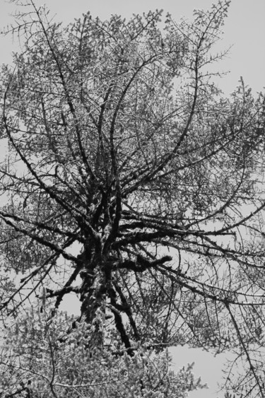 Photography titled "BUISSON ARBRE" by Jeannette Allary, Original Artwork