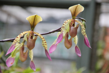 Fotografie mit dem Titel "ORCHIDEES (fleurs)" von Jeannette Allary, Original-Kunstwerk