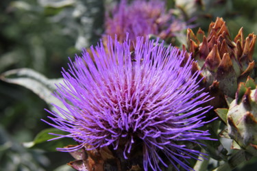 Fotografia intitolato "ARTICHAUT  (fleurs)" da Jeannette Allary, Opera d'arte originale