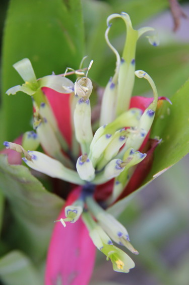 Photographie intitulée "BROMELIA (Fleur)" par Jeannette Allary, Œuvre d'art originale