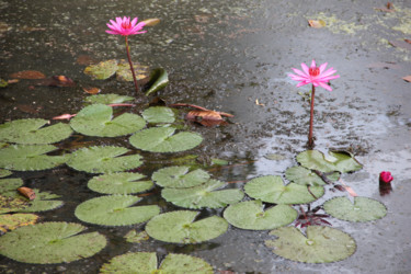 Photography titled "LOTUS" by Jeannette Allary, Original Artwork