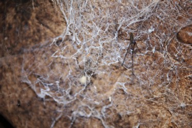 Photographie intitulée "ARAIGNEE dans sa to…" par Jeannette Allary, Œuvre d'art originale