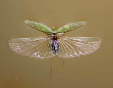 Photography titled "COLEOPTERE" by Jeannette Allary, Original Artwork