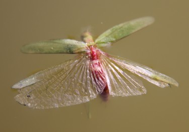 Fotografia intitolato "COLEOPTERE  2 (robe…" da Jeannette Allary, Opera d'arte originale