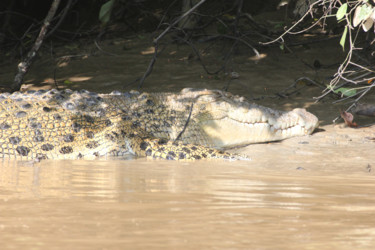 Photography titled "CROCODILE" by Jeannette Allary, Original Artwork