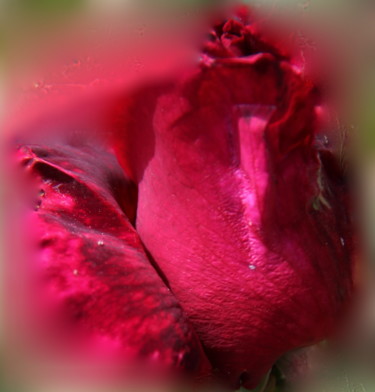 Fotografía titulada "COEUR de ROSE ( 4)" por Jeannette Allary, Obra de arte original