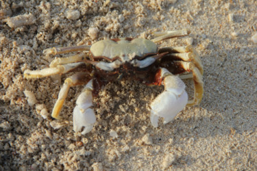 Photography titled "CRABE  (ile des tor…" by Jeannette Allary, Original Artwork