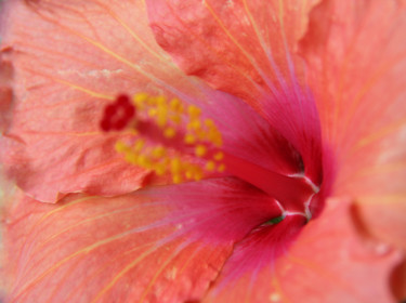 Photographie intitulée "COEUR d'HIBISCUS" par Jeannette Allary, Œuvre d'art originale