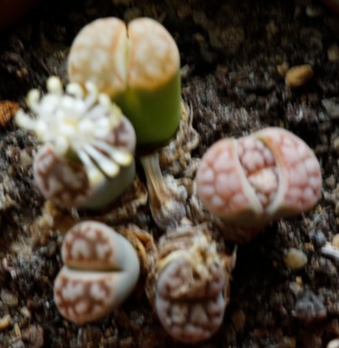 Fotografia intitulada "LITHOPS" por Jeannette Allary, Obras de arte originais