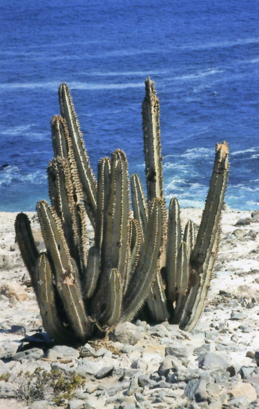 Photography titled "CACTUS  (PEROU) Rou…" by Jeannette Allary, Original Artwork
