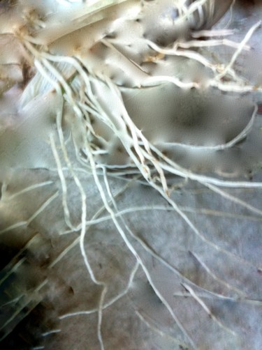 「ABSTRAIT VEGETAL」というタイトルの写真撮影 Jeannette Allaryによって, オリジナルのアートワーク