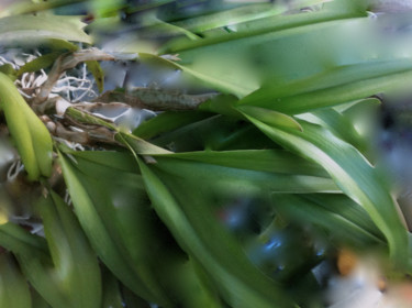 Photographie intitulée "ABSTRAIT VEGETAL…" par Jeannette Allary, Œuvre d'art originale