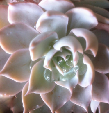 Photographie intitulée "PERLES de ROSEE" par Jeannette Allary, Œuvre d'art originale